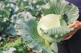 Cabbage could help fight COVID-19, study finds 