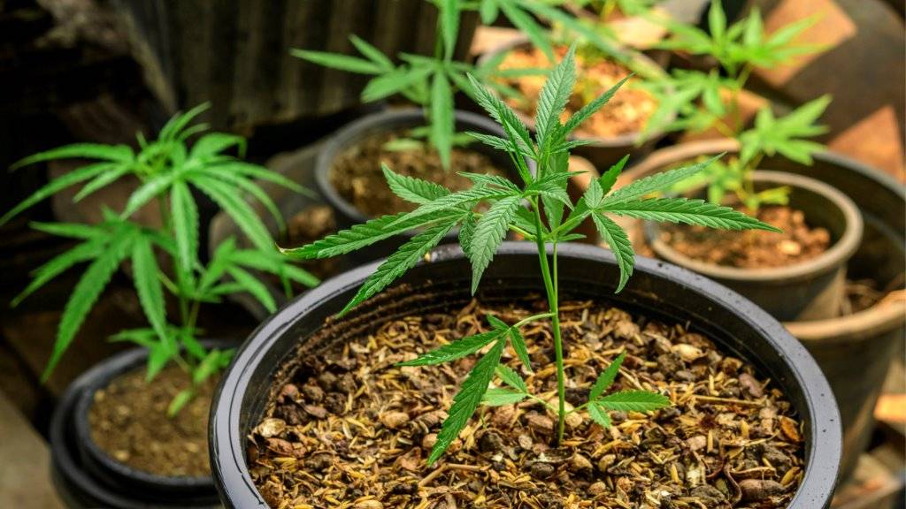Vincentian man charged with theft of over 50 marijuana plants 
