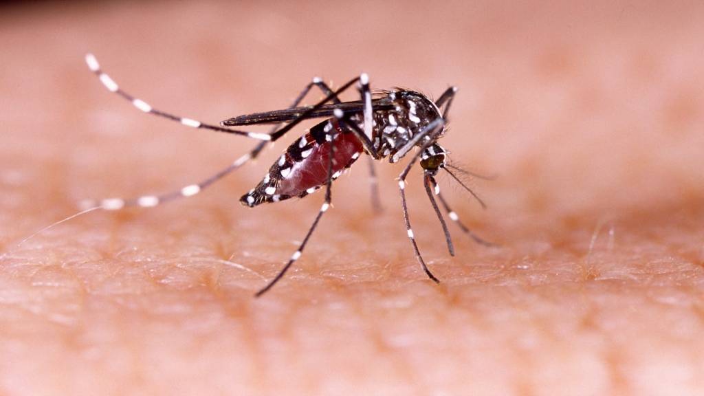  Grenada monitors dengue cases 