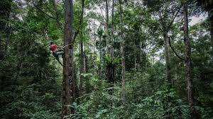  Measuring the Impact of the pandemic on the World’s Forests 