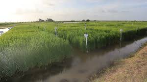  Guyana Agri. Ministry partners with IICA to develop first bio-fortified rice variety in Caribbean 