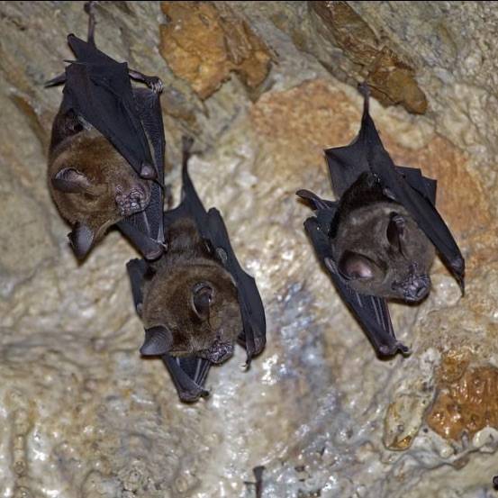 New coronavirus discovered in bats in Thailand similar to COVID-19