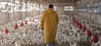 Pandemic cases surge amid growing threat from antimicrobial resistance – WHO chief 
