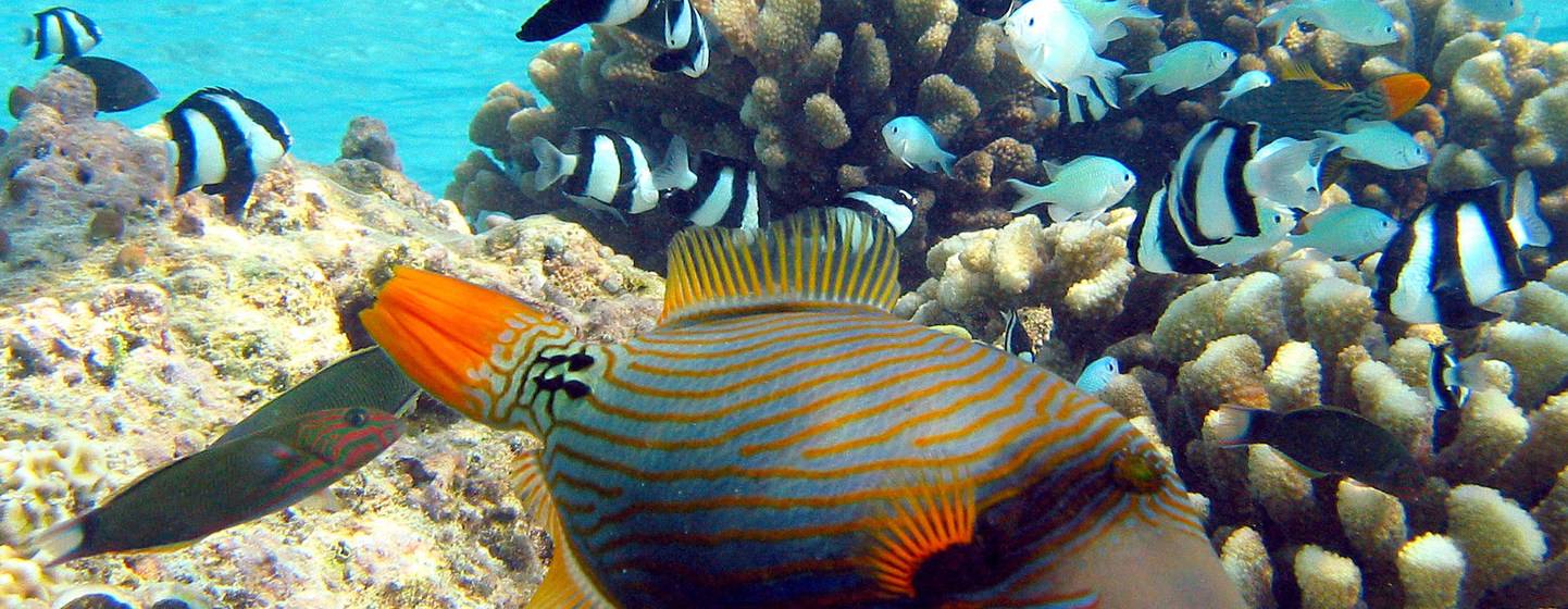 FROM THE FIELD: Mapping coral reefs from space 
