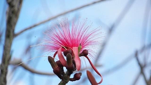 Blossom