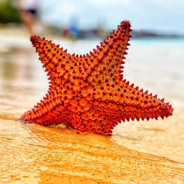 Pure Grenada