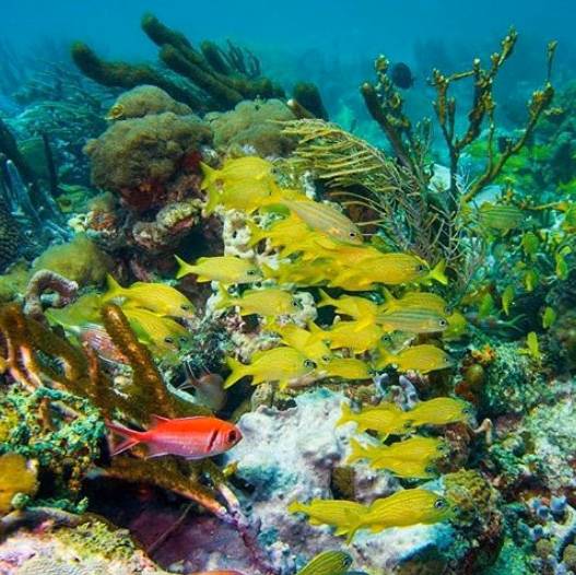 Pure Grenada 
