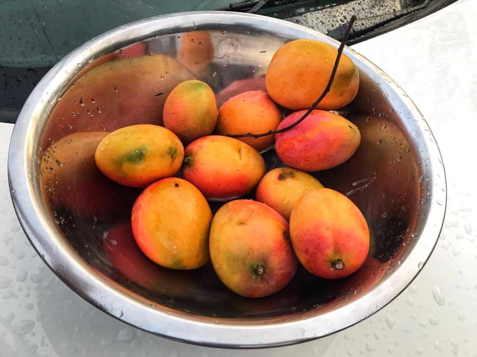 Mangos