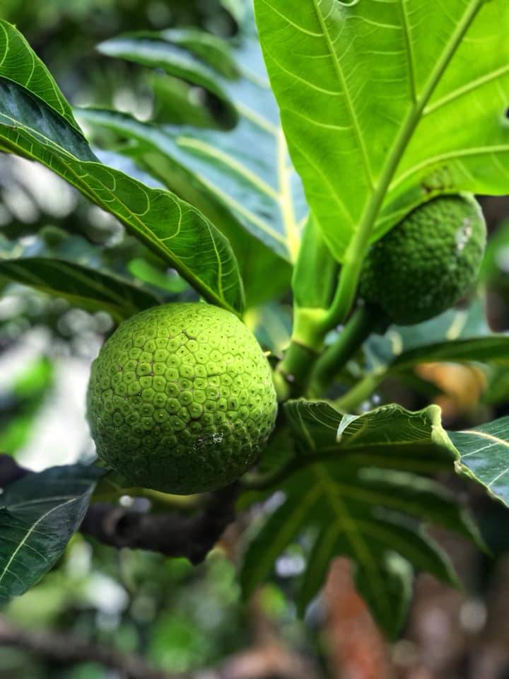 Breadfruit 