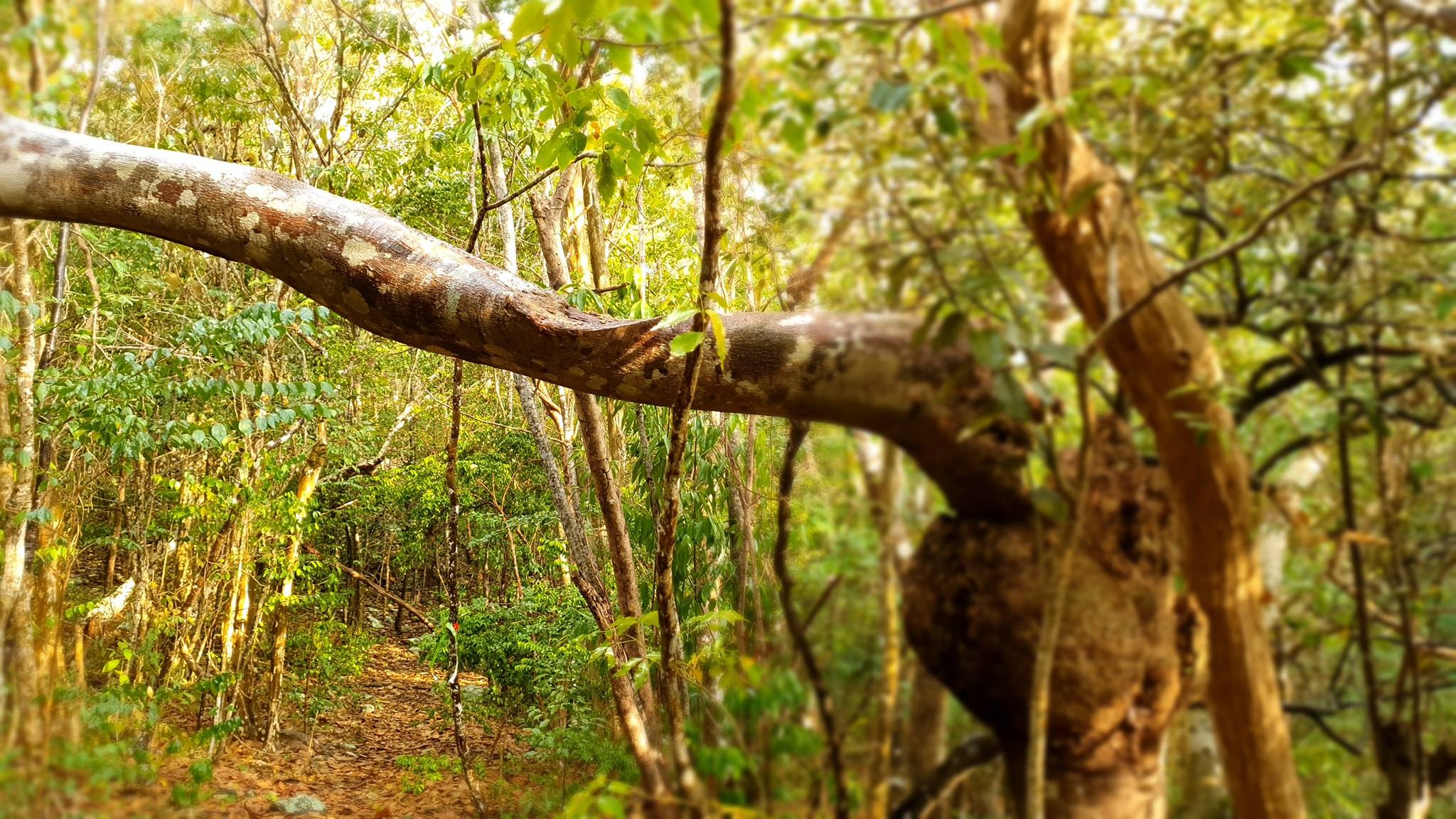 Explore Carriacou & Petite Martinique 