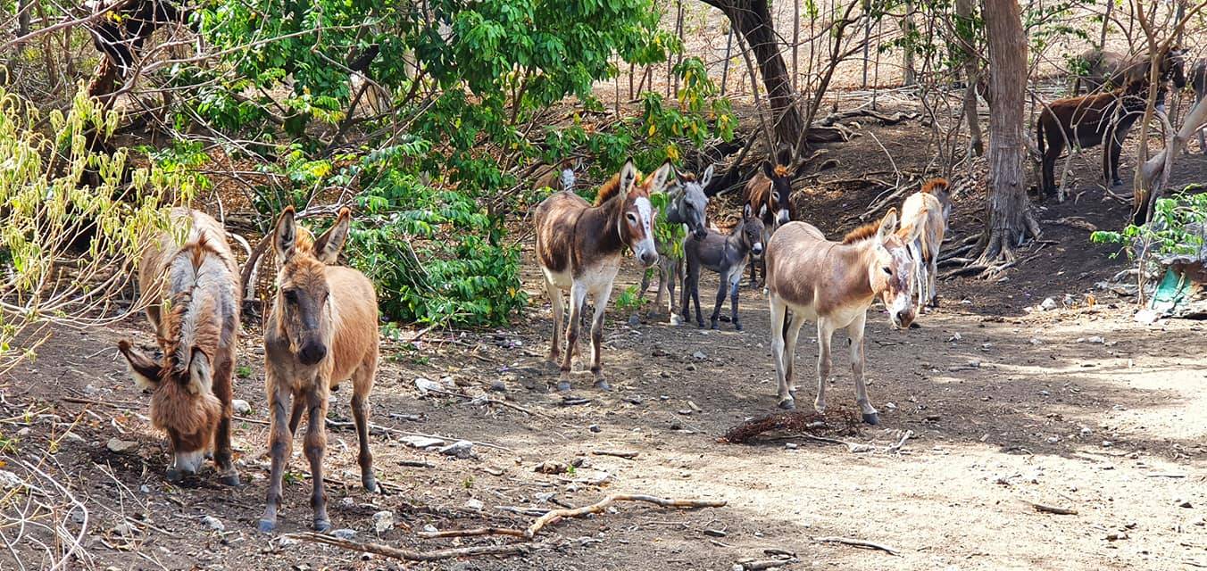 Explore Carriacou & Petite Martinique 